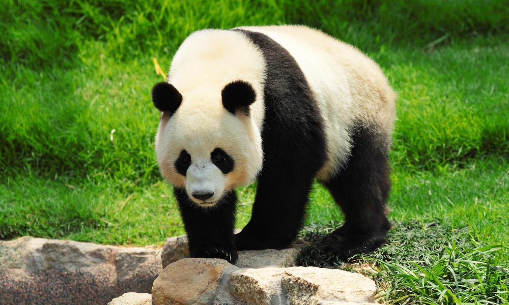 giant-panda-shutterstock_86500690